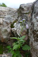 Plancia ëd Ageratum gaumeri B. L. Rob.