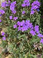 Image of Davis Mountain mock vervain