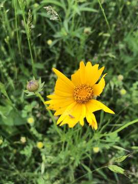 Image of largeflower tickseed