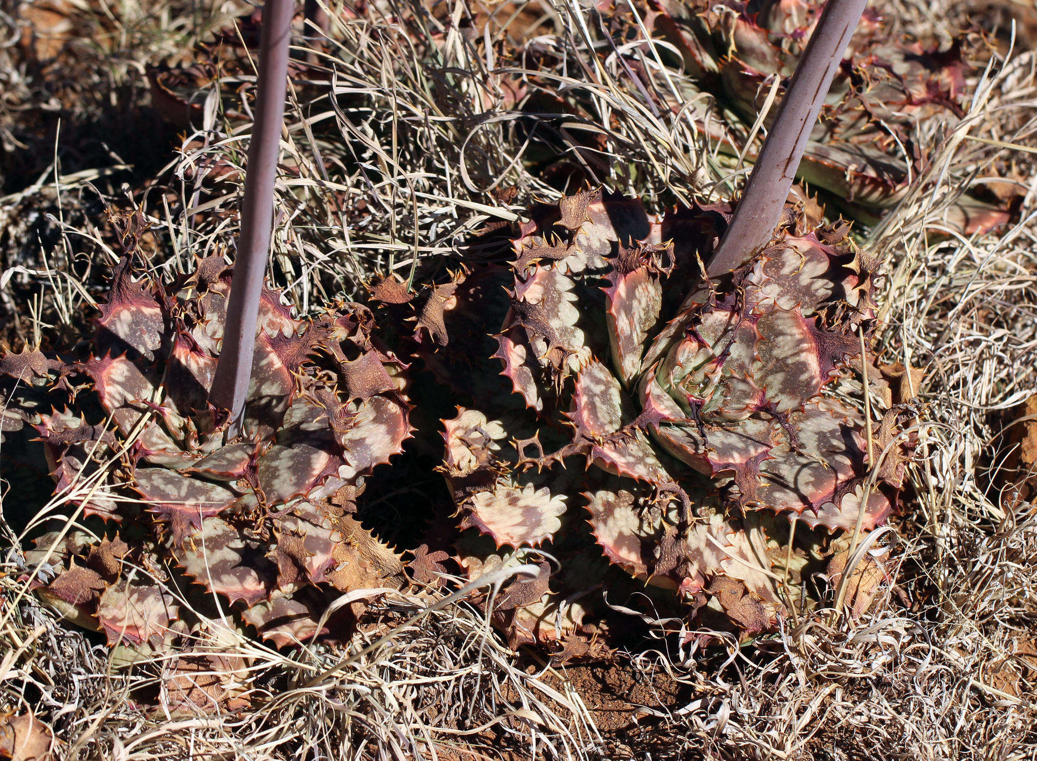 Aloe grandidentata Salm-Dyck resmi