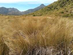 Plancia ëd Chionochloa rubra subsp. cuprea Connor