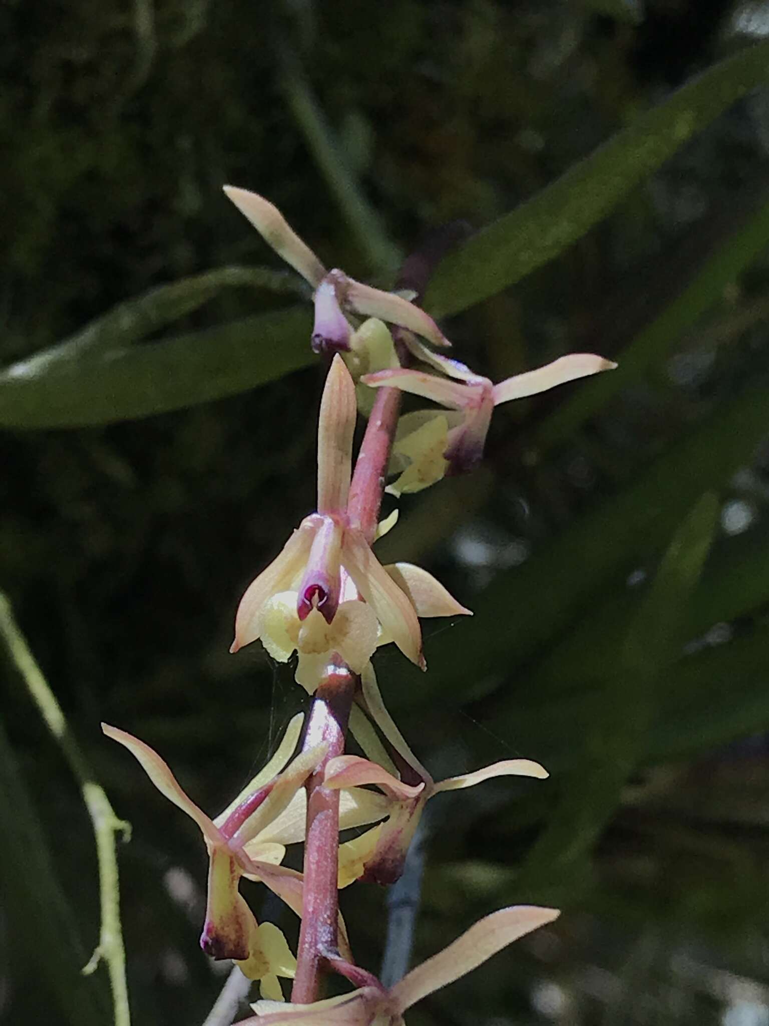 Image of Epidendrum moritzii Rchb. fil.