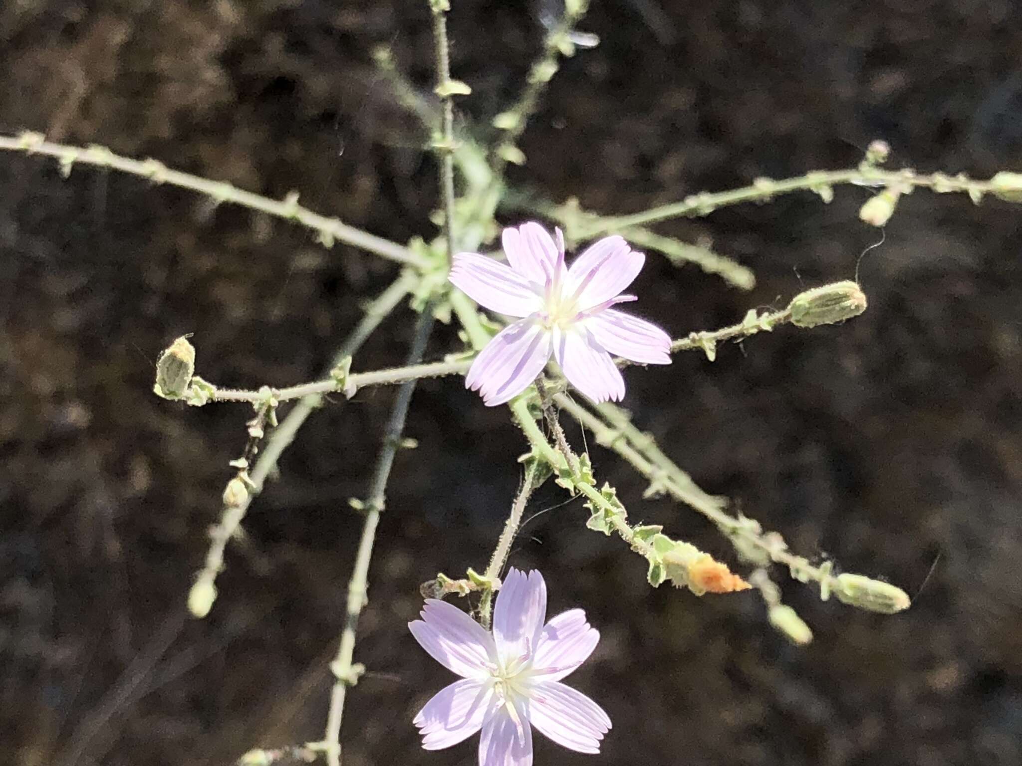 Sivun Stephanomeria exigua Nutt. kuva