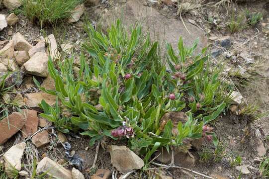 Image of Pachycarpus vexillaris E. Mey.