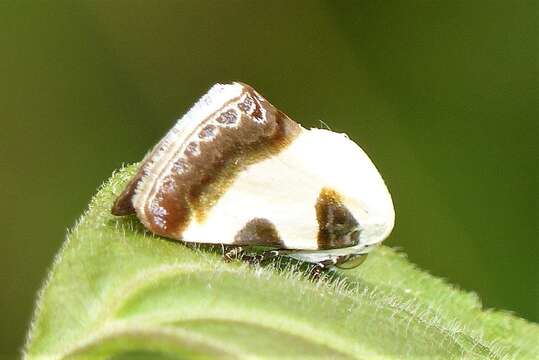 Image of Acontia nitidula Fabricius 1787