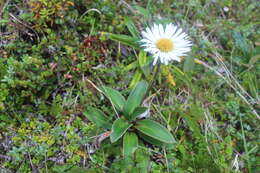 Image of Celmisia verbascifolia Hook. fil.