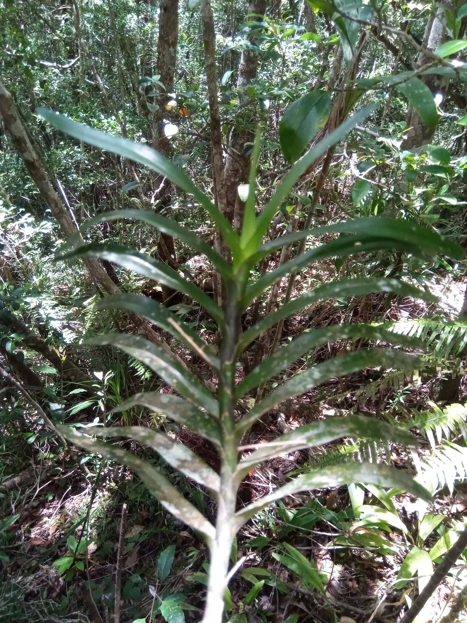 Image of Angraecum viguieri Schltr.