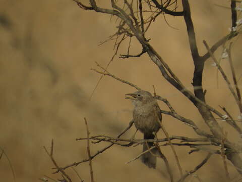 Image of Arabian Babbler