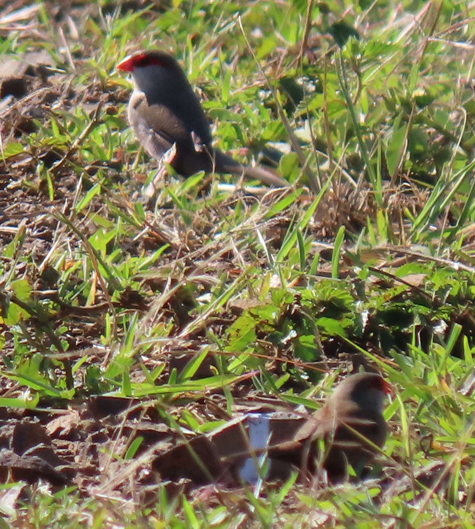 Sivun Estrilda astrild tenebridorsa Clancey 1957 kuva