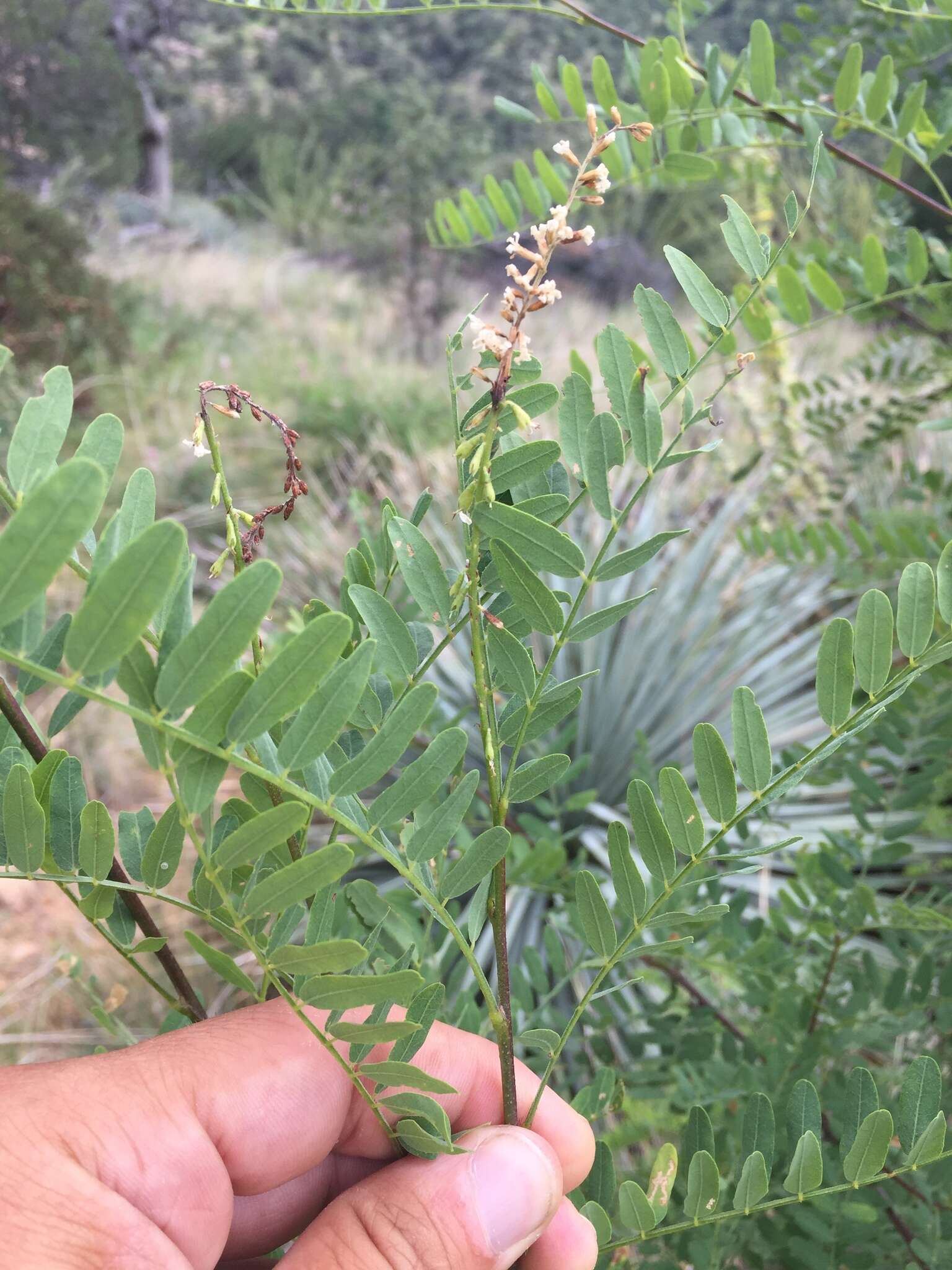 Imagem de Eysenhardtia orthocarpa (A. Gray) S. Watson