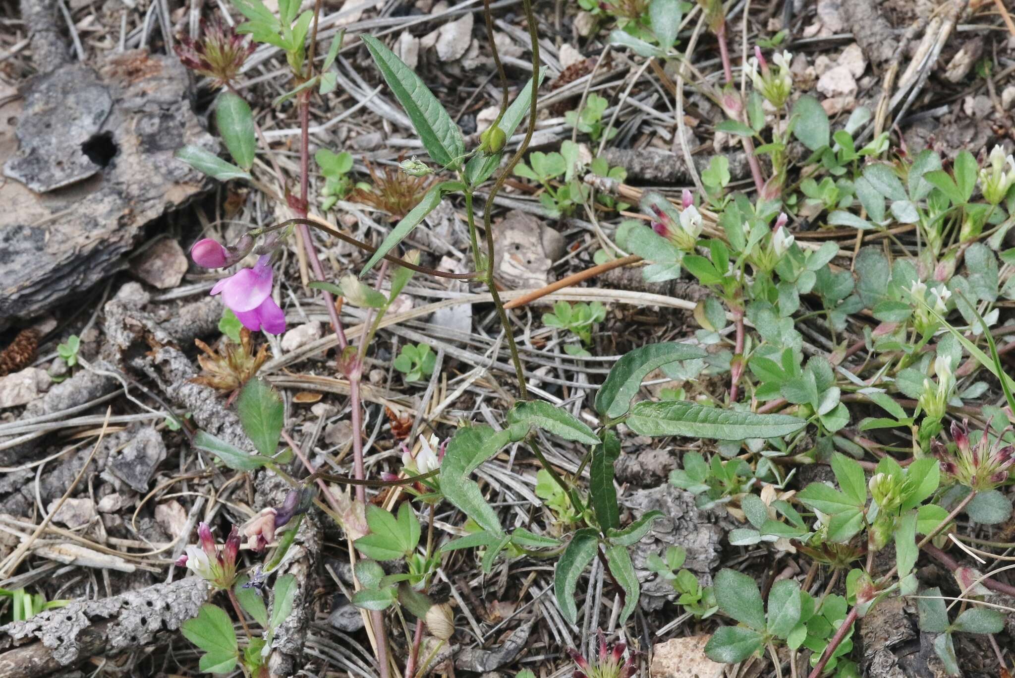 Image of Pinos Altos Mountain bean