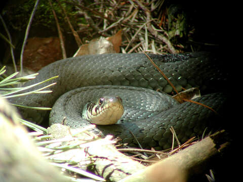 Image of Natrix natrix natrix (Linnaeus 1758)