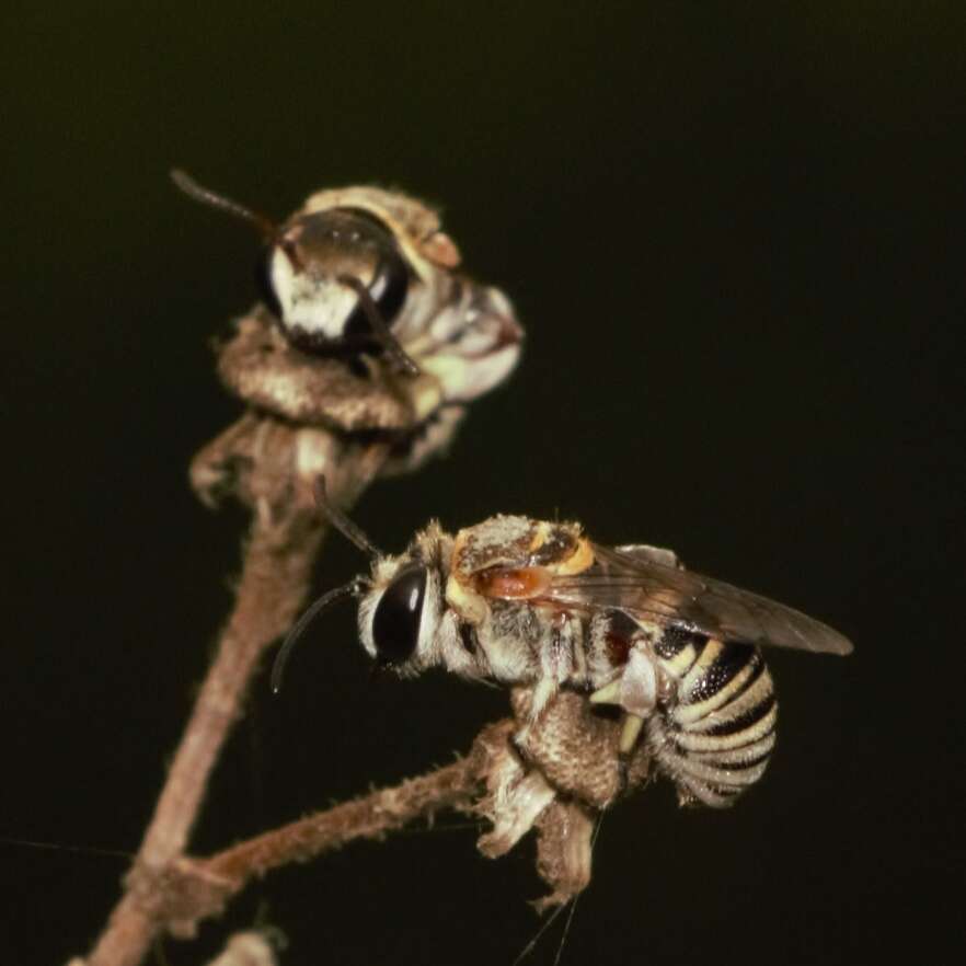 Image of Pseudapis oxybeloides (Smith 1875)