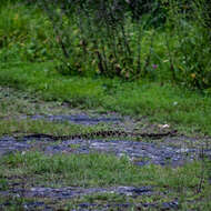 Image of Crotalus molossus nigrescens Gloyd 1936