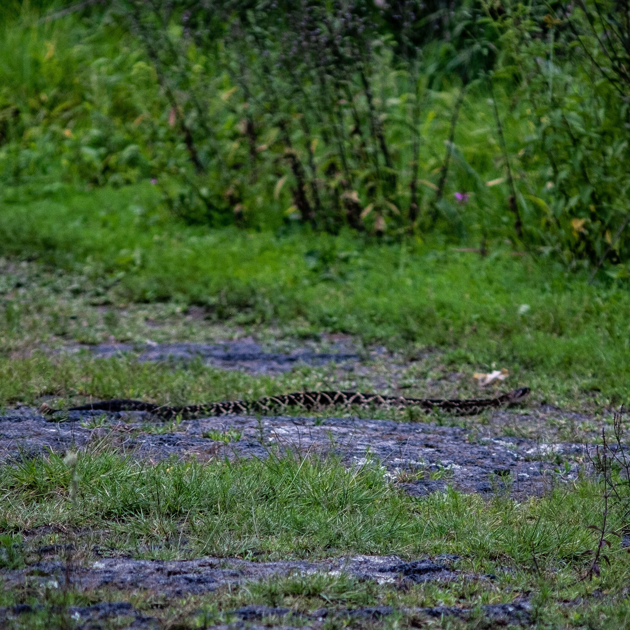 Image of Crotalus molossus nigrescens Gloyd 1936