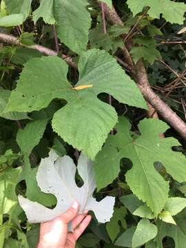 Image of summer grape