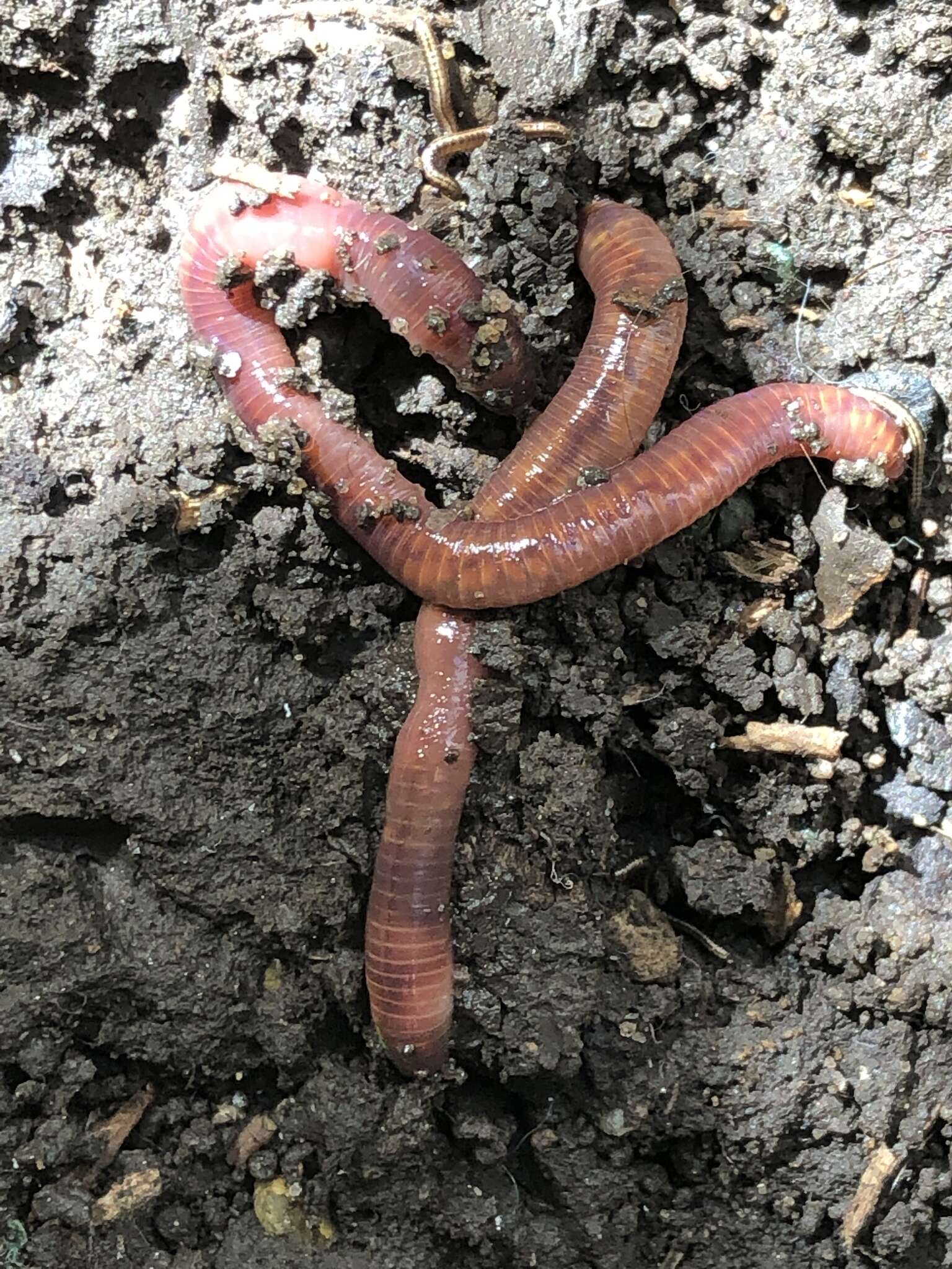 Image of Red wiggler, manure worm, soilution worm, brandling worm, english redworm