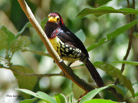 Image of Yellow-billed Barbet