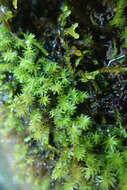 Image of dichodontium moss