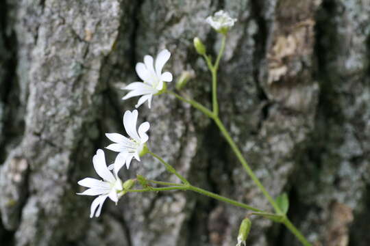 Imagem de Cerastium velutinum Raf.