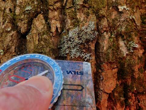 Image of Appalachian shield lichen