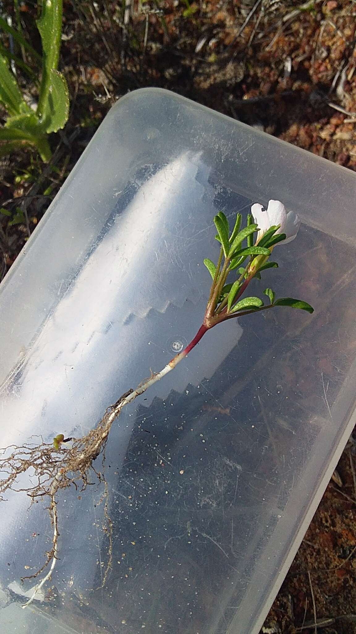 Image of Oxalis pusilla Jacq.