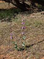 Image of handsome beardtongue