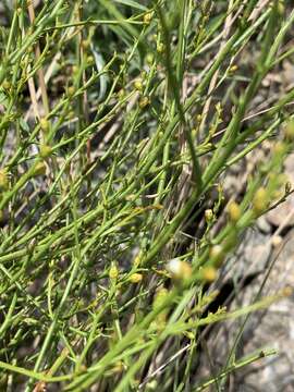 Image of Thesium multiramulosum Pilger