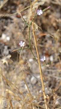 Image of Velezia quadridentata Sm.