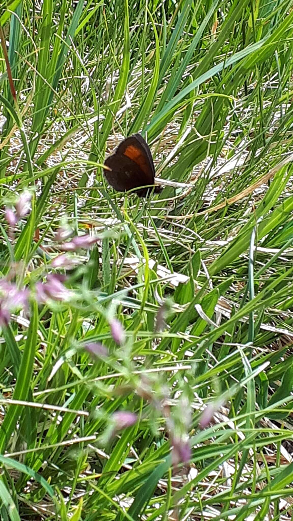 Image of Mnestra’s Ringlet