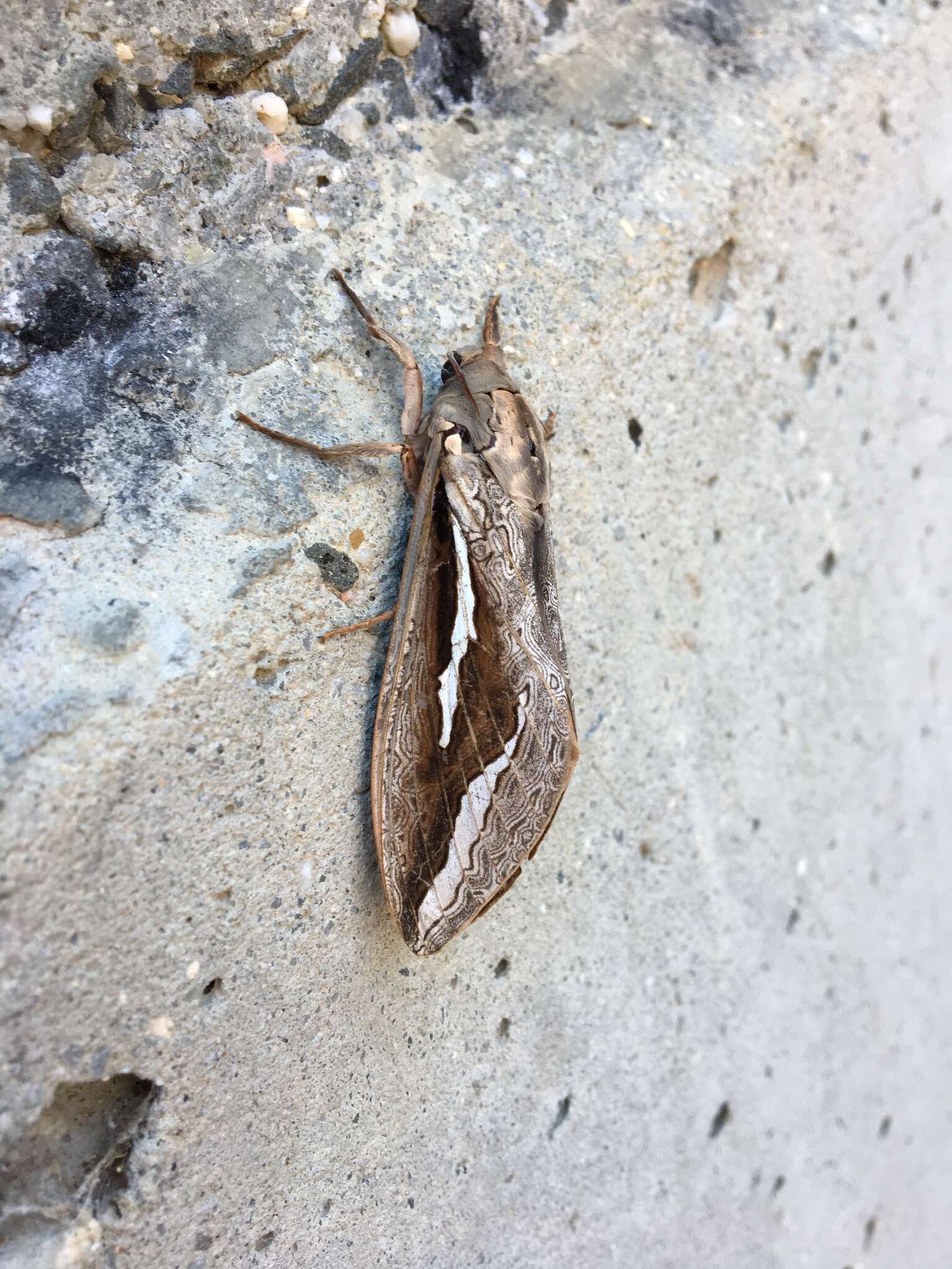 Image of Labyrinthine Ghost Moth