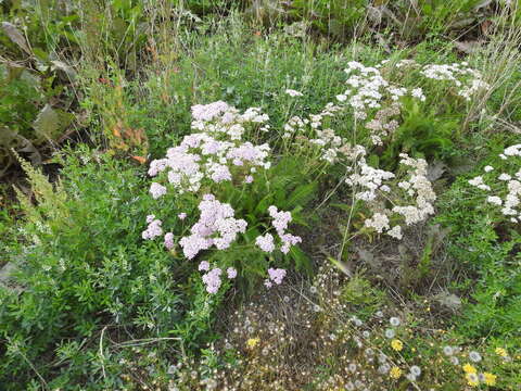 Image of white panicle aster