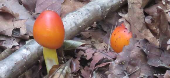 Image of Amanita hemibapha (Berk. & Broome) Sacc. 1887