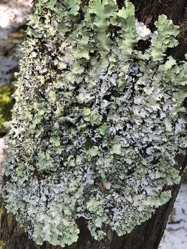 Image of parmotrema lichen