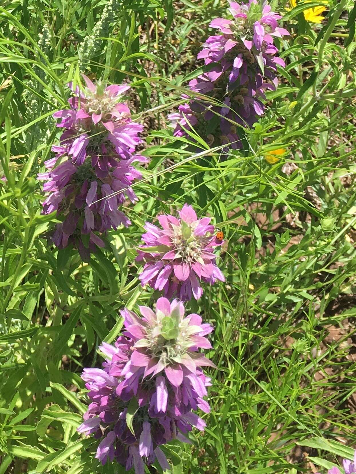 Monarda citriodora var. citriodora resmi