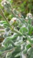 Image of Cynoglossum clandestinum Desf.