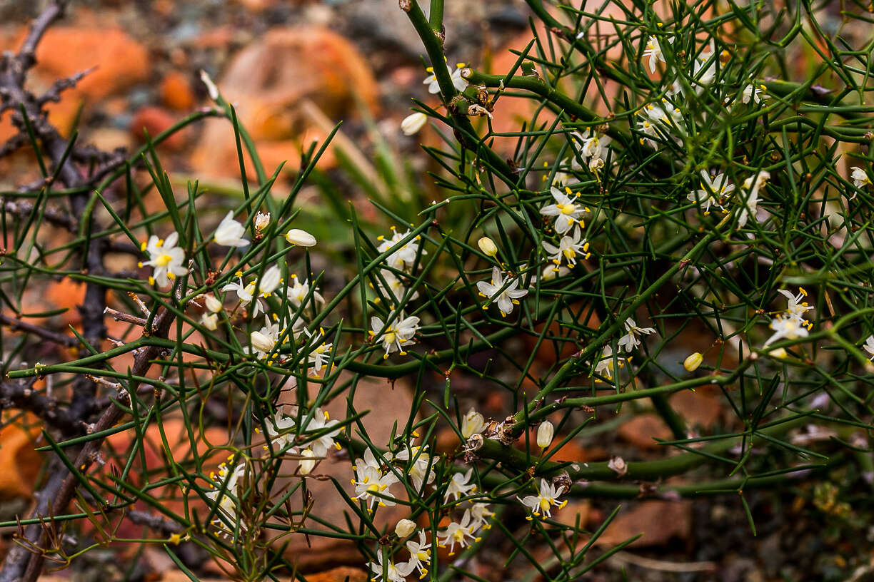 Image of Asparagus divaricatus (Oberm.) Fellingham & N. L. Mey.