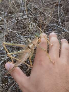 Image of Anatolian Predatory Bush-cricket