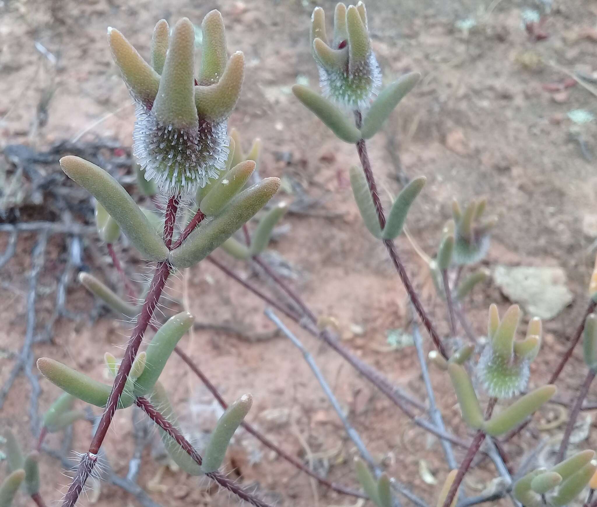 Image of Drosanthemum papillatum L. Bol.