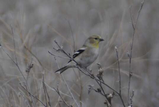 Spinus tristis pallidus Mearns 1890的圖片