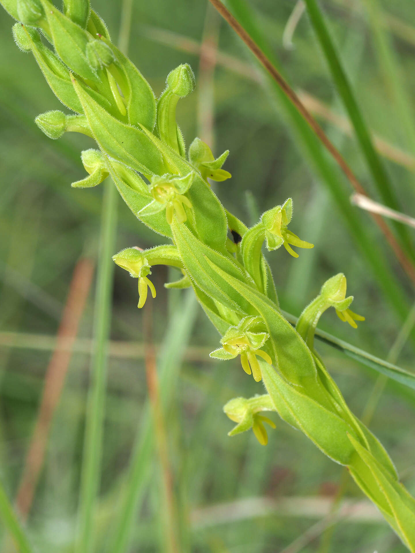 Image of Habenaria pseudociliosa Schelpe ex J. C. Manning