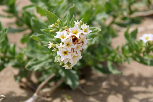 Imagem de Tournefortia sibirica L.