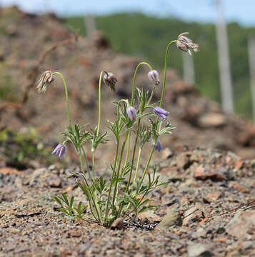 Image de Pulsatilla dahurica (Fisch. ex DC.) Spreng.