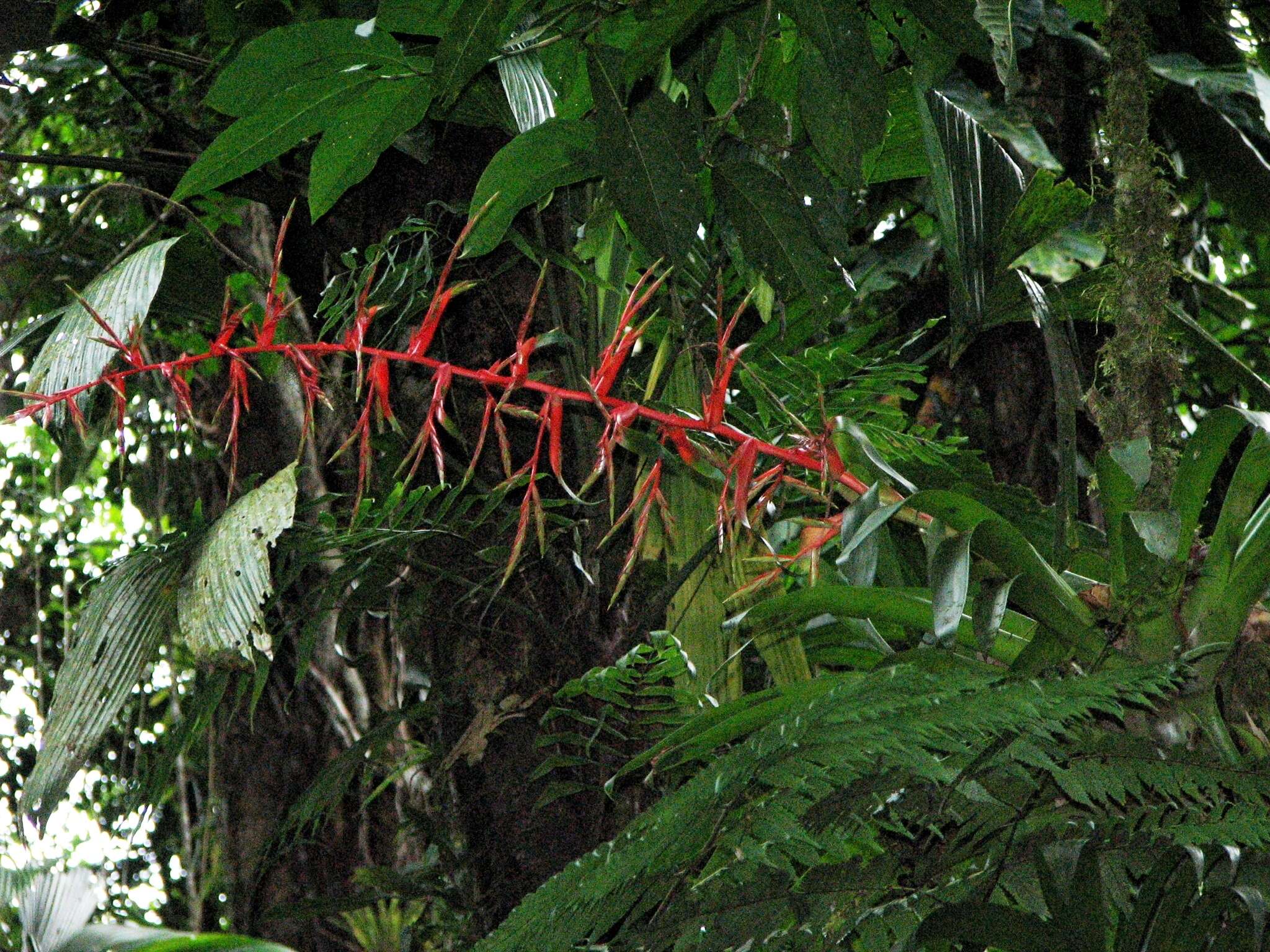 Image of Tillandsia excelsa Griseb.