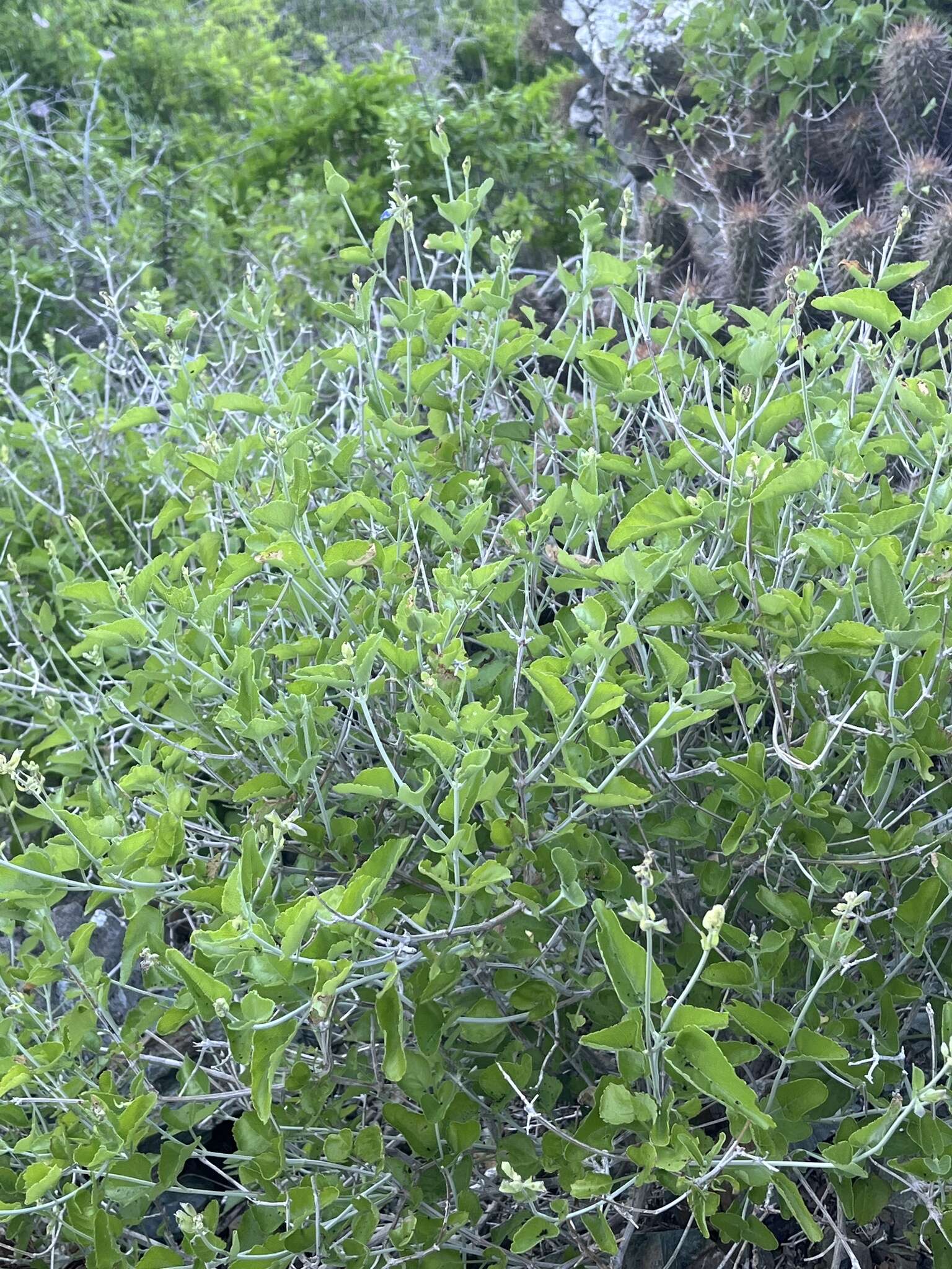 Imagem de Salvia cedrosensis Greene