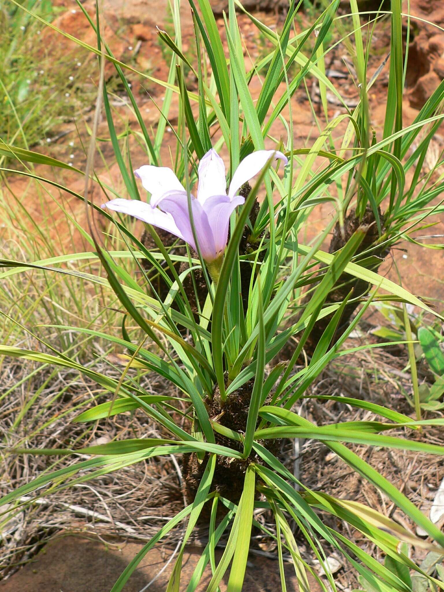 Image of Xerophyta retinervis var. retinervis