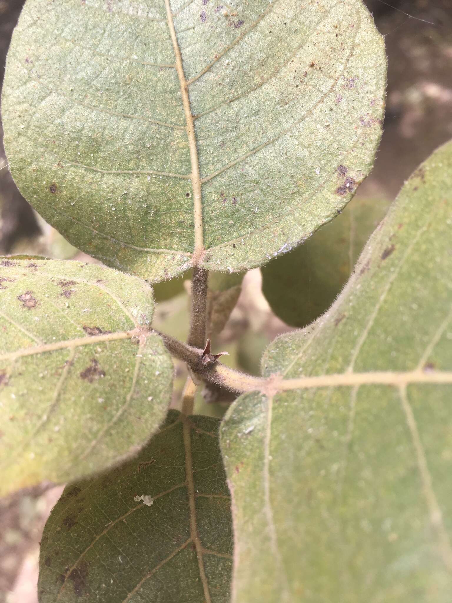 Image of Ficus opposita Miq.