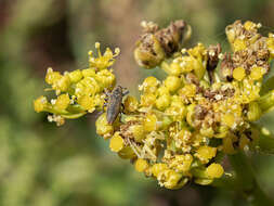 Слика од Lixus brevirostris Boheman 1836