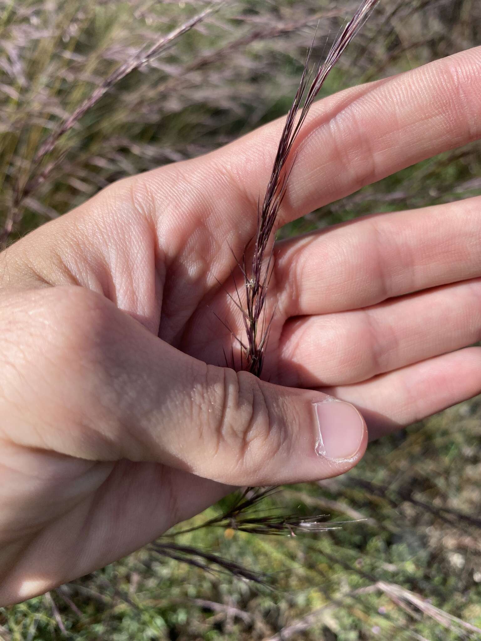 Aristida adscensionis L. resmi