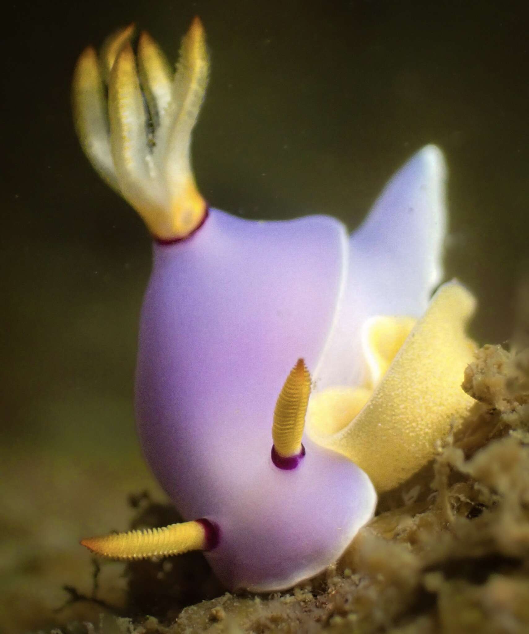 Image of Hypselodoris melanesica Gosliner & R. F. Johnson 2018